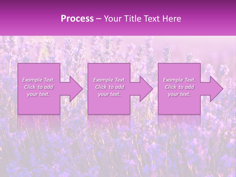 A Field Of Lavender Flowers Powerpoint Template PowerPoint Template