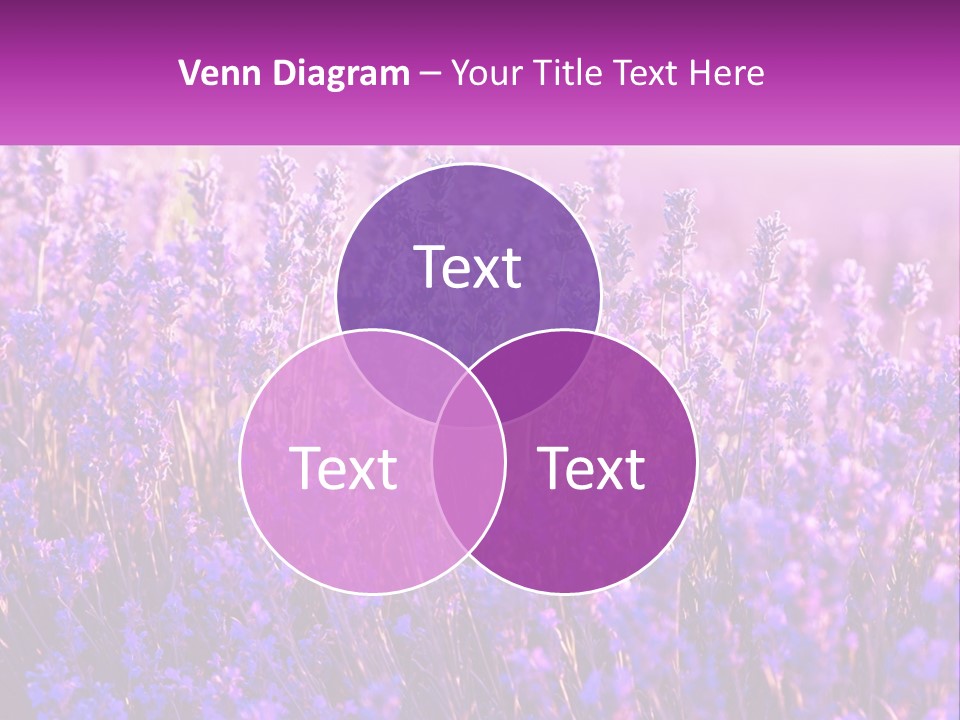 A Field Of Lavender Flowers Powerpoint Template PowerPoint Template