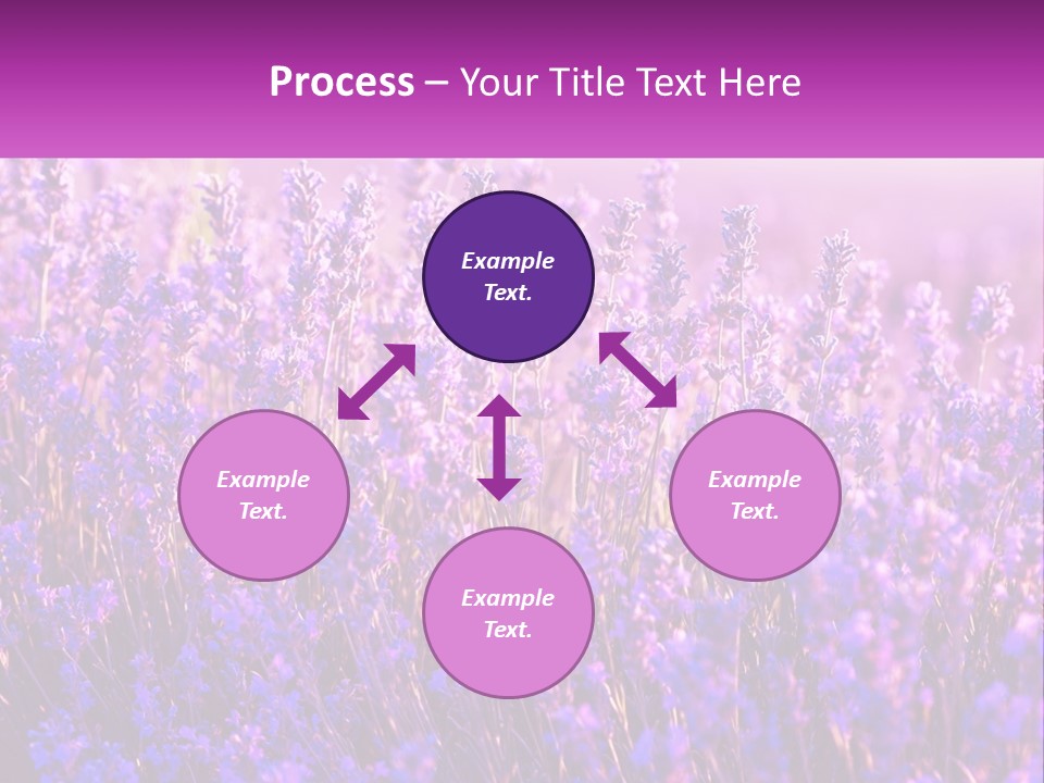 A Field Of Lavender Flowers Powerpoint Template PowerPoint Template
