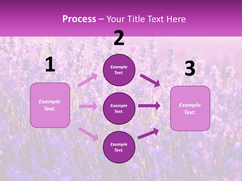A Field Of Lavender Flowers Powerpoint Template PowerPoint Template