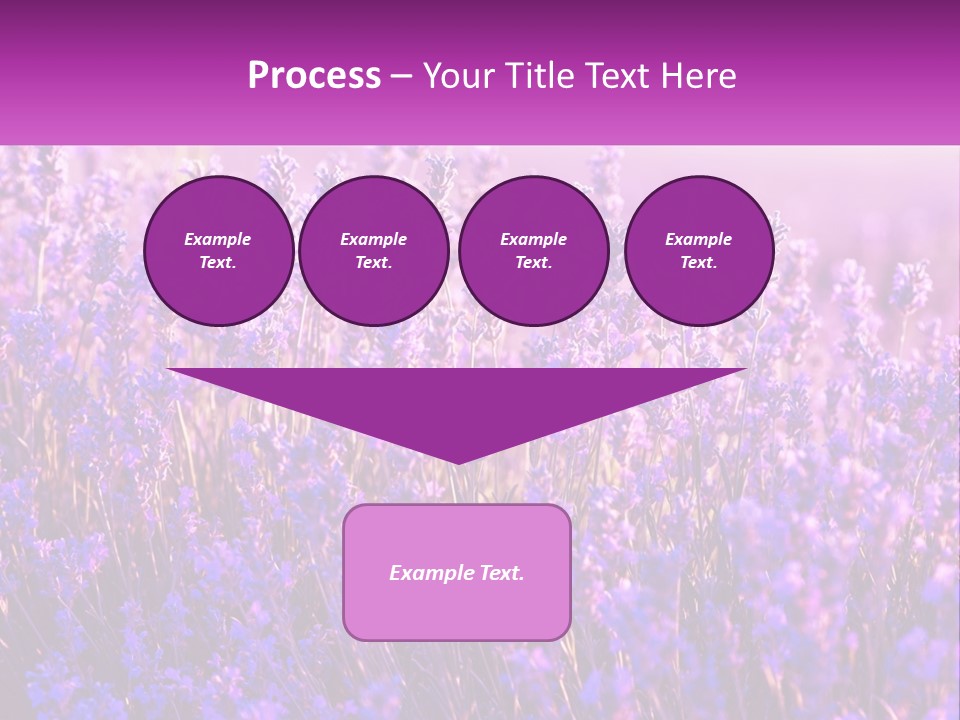 A Field Of Lavender Flowers Powerpoint Template PowerPoint Template