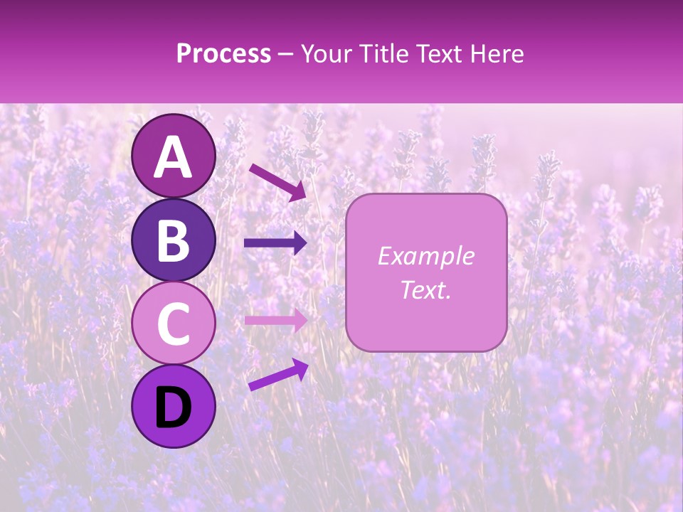 A Field Of Lavender Flowers Powerpoint Template PowerPoint Template