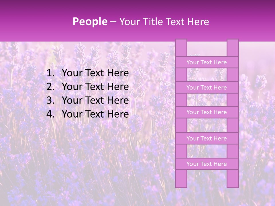 A Field Of Lavender Flowers Powerpoint Template PowerPoint Template