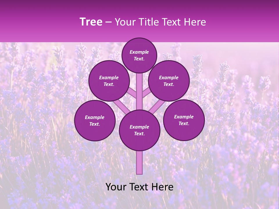A Field Of Lavender Flowers Powerpoint Template PowerPoint Template