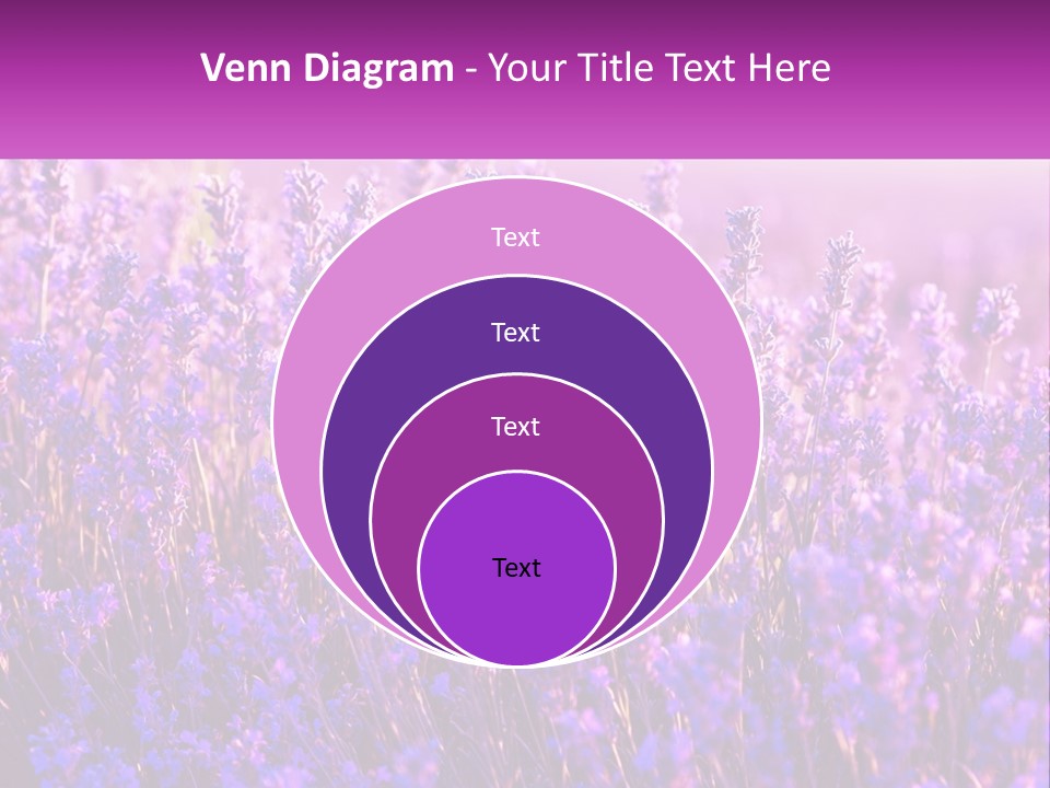 A Field Of Lavender Flowers Powerpoint Template PowerPoint Template