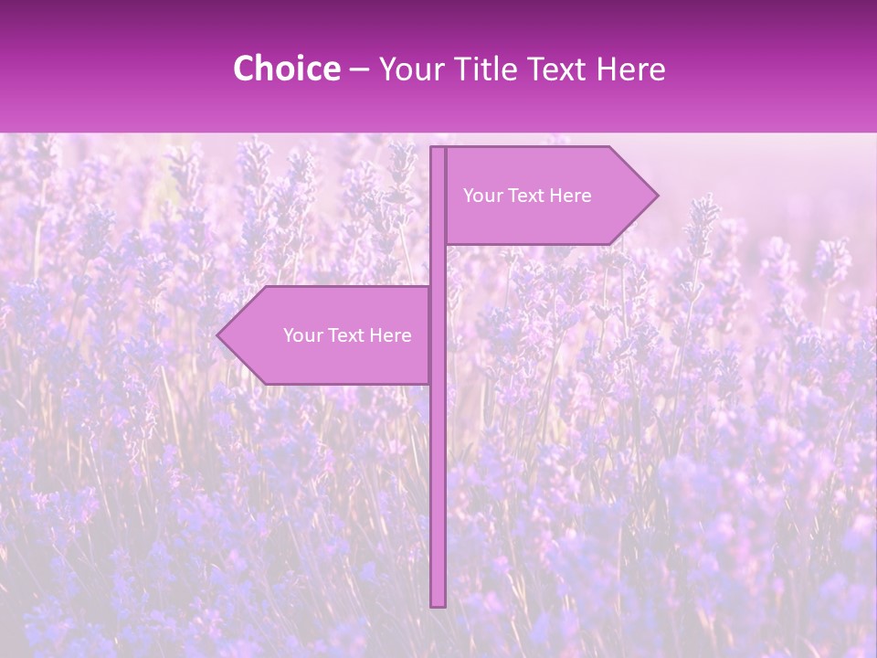 A Field Of Lavender Flowers Powerpoint Template PowerPoint Template
