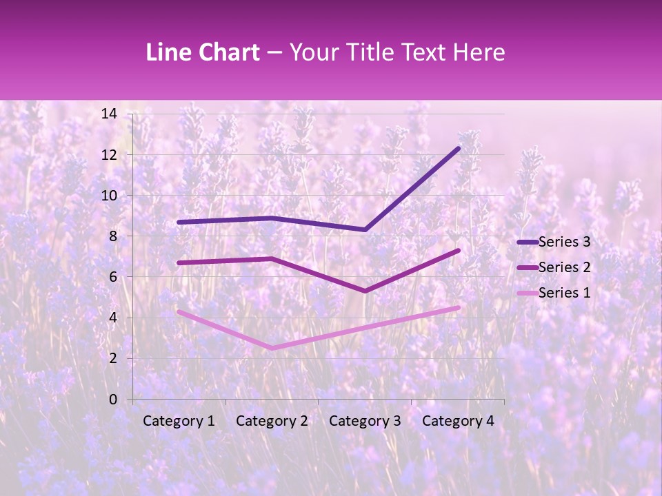 A Field Of Lavender Flowers Powerpoint Template PowerPoint Template
