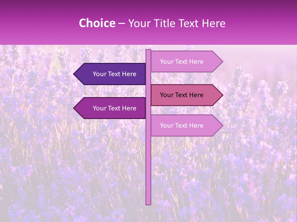 A Field Of Lavender Flowers Powerpoint Template PowerPoint Template