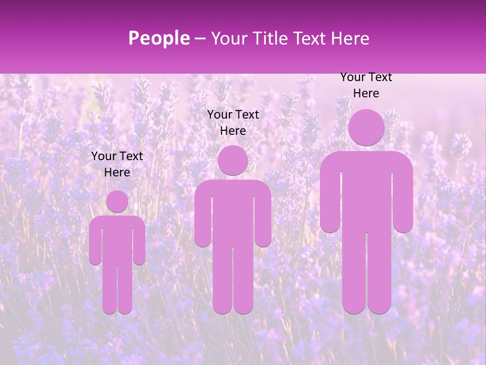 A Field Of Lavender Flowers Powerpoint Template PowerPoint Template