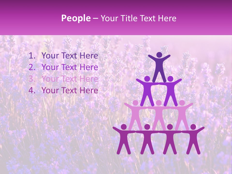 A Field Of Lavender Flowers Powerpoint Template PowerPoint Template
