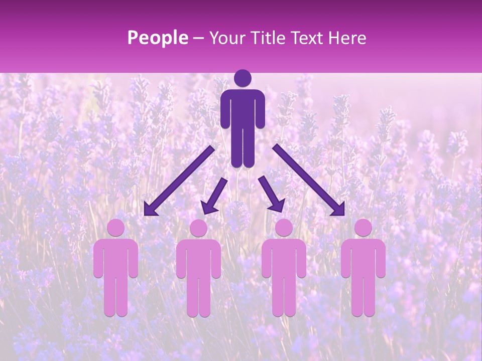 A Field Of Lavender Flowers Powerpoint Template PowerPoint Template