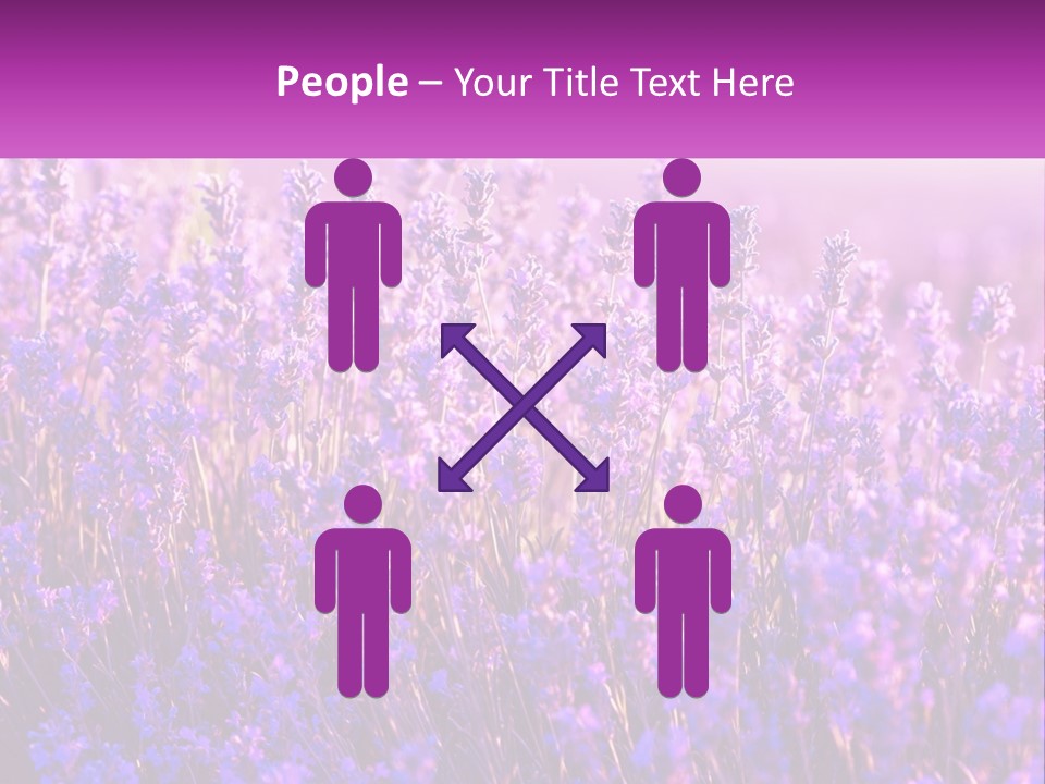 A Field Of Lavender Flowers Powerpoint Template PowerPoint Template