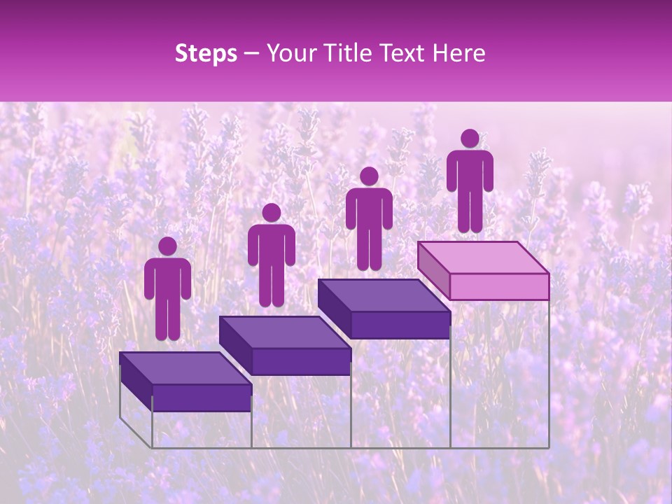A Field Of Lavender Flowers Powerpoint Template PowerPoint Template
