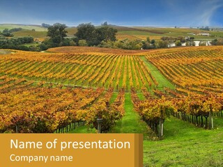 A Large Field With Lots Of Trees In It PowerPoint Template