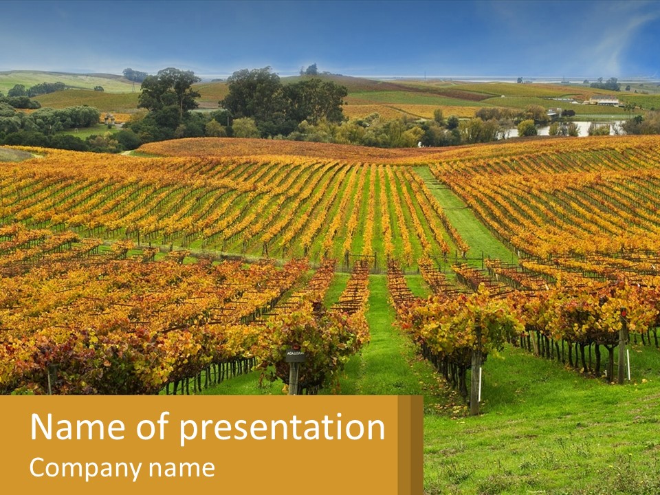 A Large Field With Lots Of Trees In It PowerPoint Template