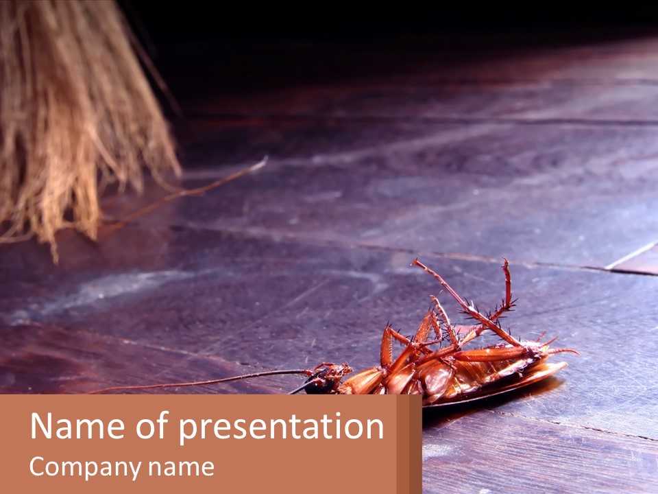 A Dead Cockroach On A Wooden Floor With The Word Name Of Presentation On PowerPoint Template