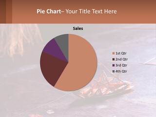 A Dead Cockroach On A Wooden Floor With The Word Name Of Presentation On PowerPoint Template