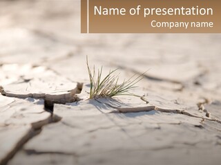 A Piece Of Wood With A Plant Growing Out Of It PowerPoint Template