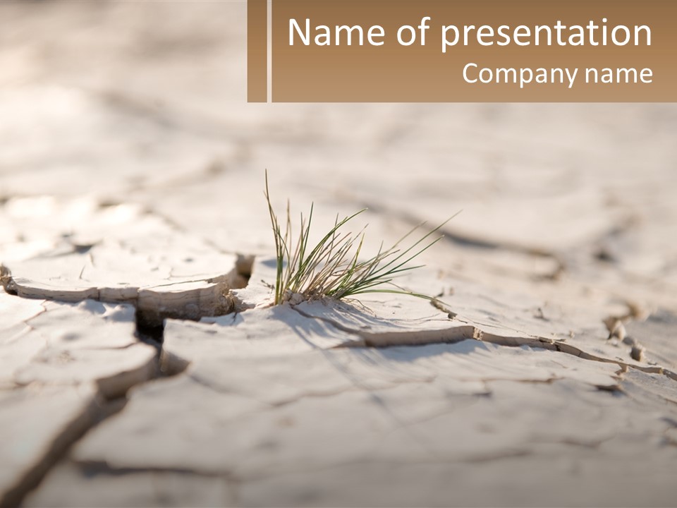 A Piece Of Wood With A Plant Growing Out Of It PowerPoint Template