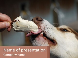 A Person Feeding A Dog A Piece Of Food PowerPoint Template