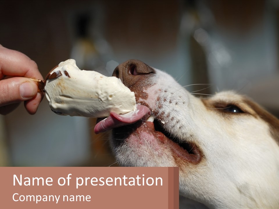 A Person Feeding A Dog A Piece Of Food PowerPoint Template