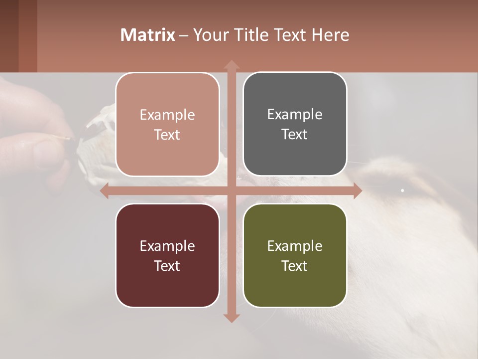 A Person Feeding A Dog A Piece Of Food PowerPoint Template