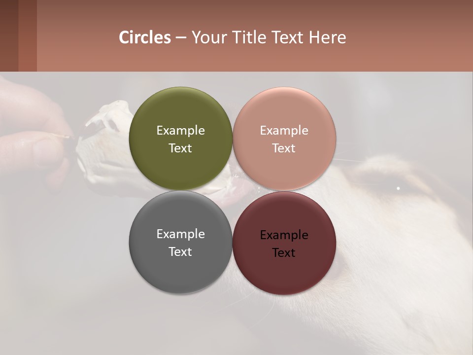 A Person Feeding A Dog A Piece Of Food PowerPoint Template