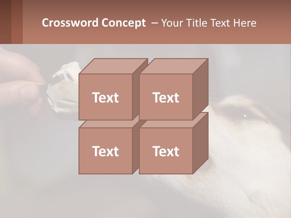 A Person Feeding A Dog A Piece Of Food PowerPoint Template