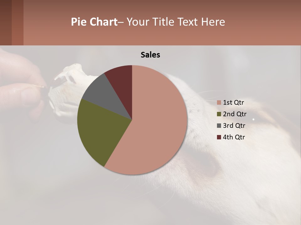 A Person Feeding A Dog A Piece Of Food PowerPoint Template