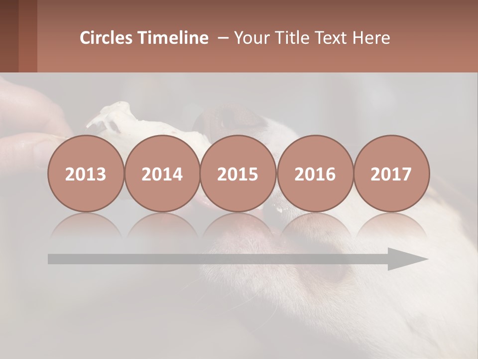 A Person Feeding A Dog A Piece Of Food PowerPoint Template