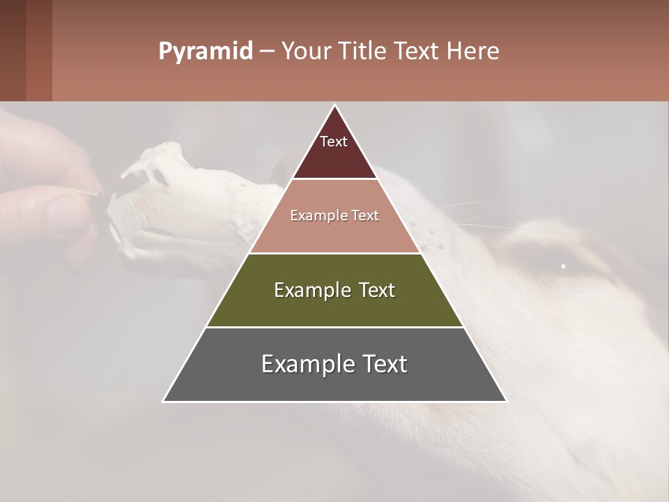 A Person Feeding A Dog A Piece Of Food PowerPoint Template