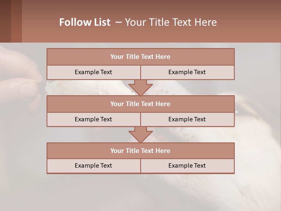A Person Feeding A Dog A Piece Of Food PowerPoint Template