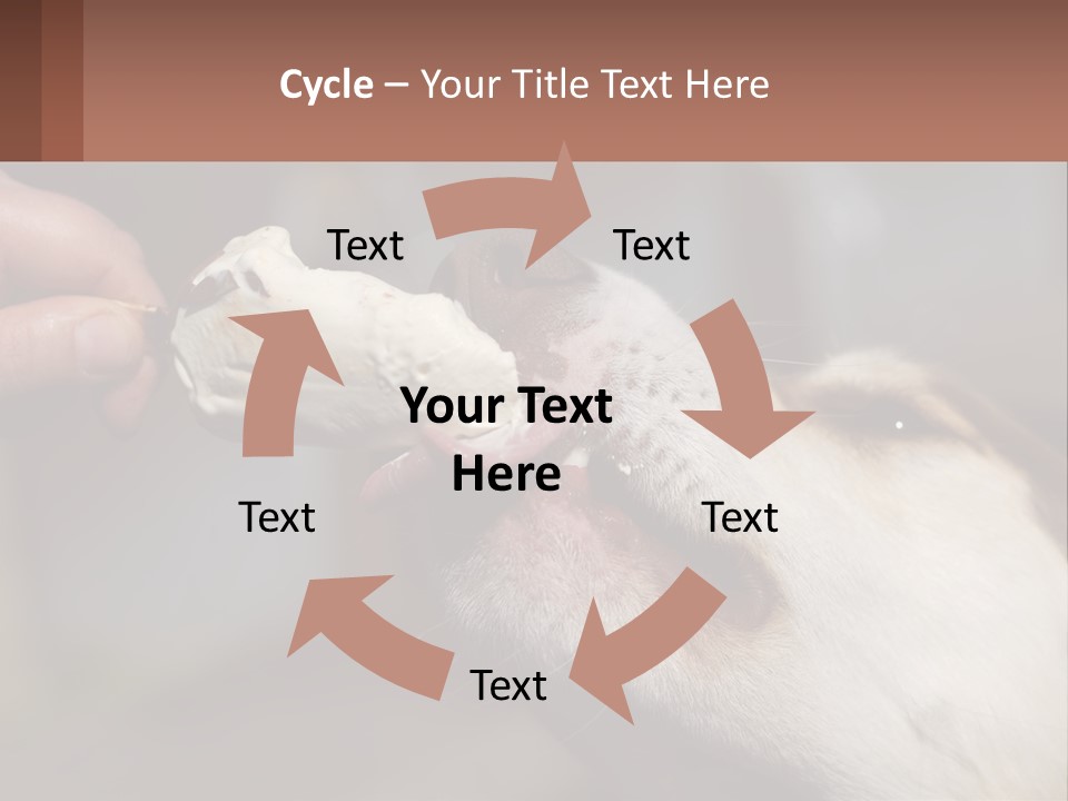 A Person Feeding A Dog A Piece Of Food PowerPoint Template