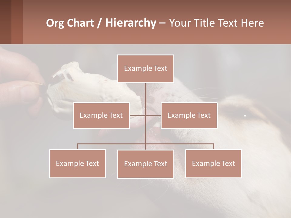 A Person Feeding A Dog A Piece Of Food PowerPoint Template
