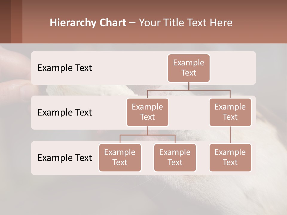 A Person Feeding A Dog A Piece Of Food PowerPoint Template