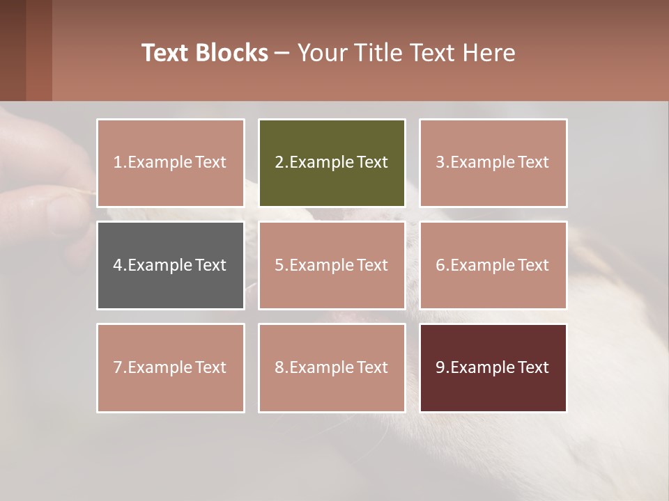 A Person Feeding A Dog A Piece Of Food PowerPoint Template