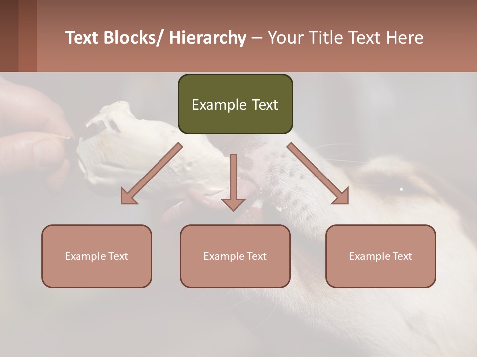 A Person Feeding A Dog A Piece Of Food PowerPoint Template