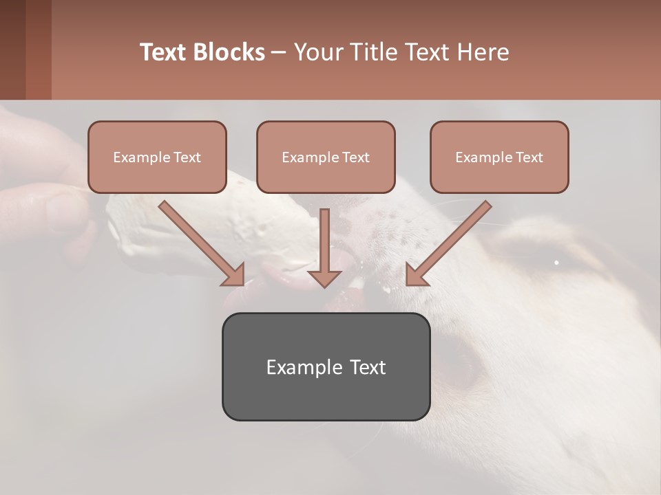 A Person Feeding A Dog A Piece Of Food PowerPoint Template