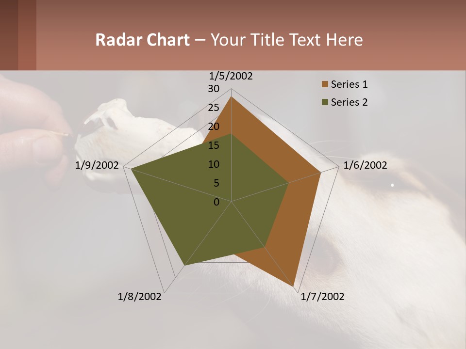 A Person Feeding A Dog A Piece Of Food PowerPoint Template