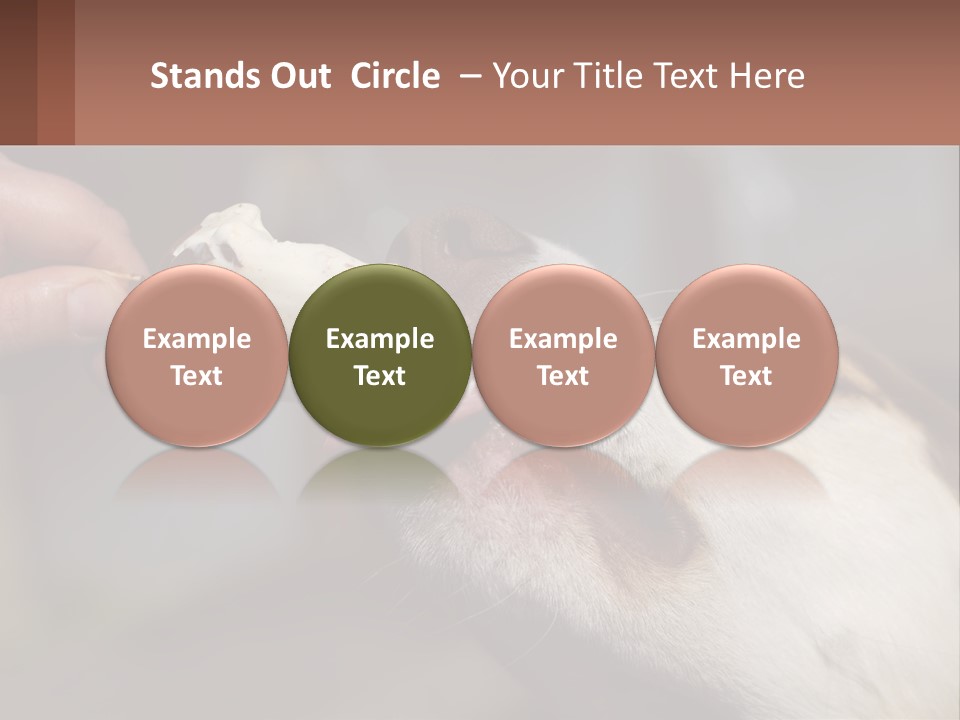 A Person Feeding A Dog A Piece Of Food PowerPoint Template