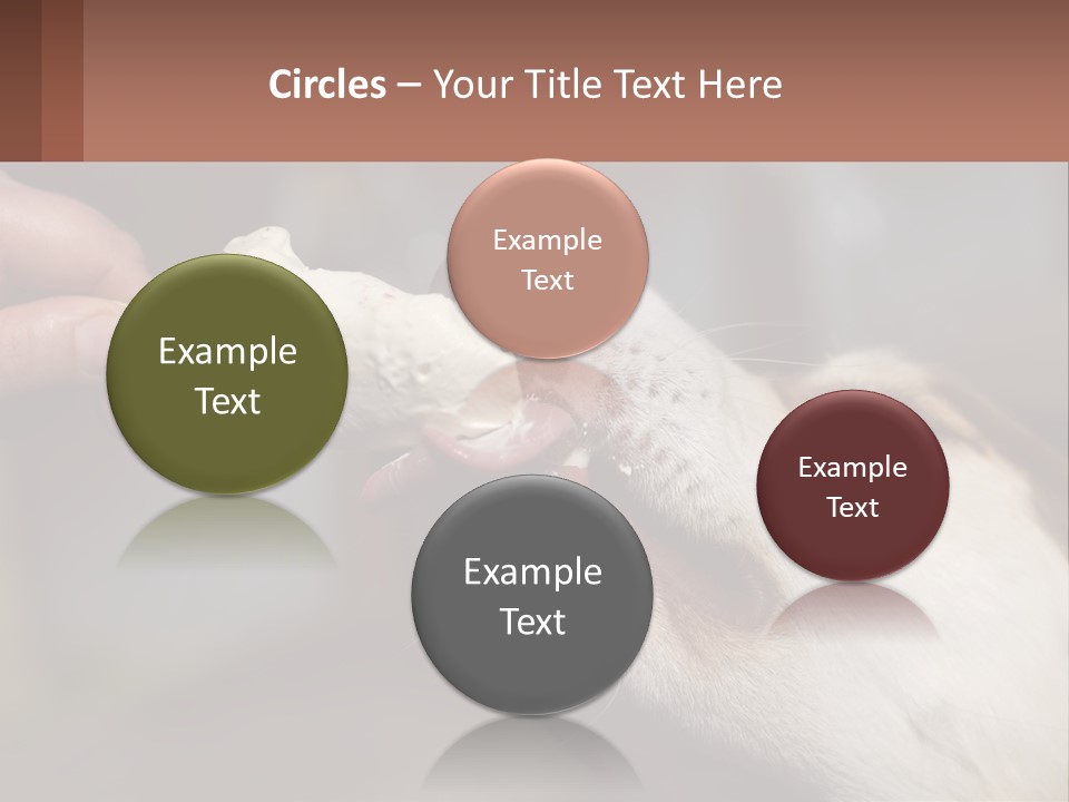 A Person Feeding A Dog A Piece Of Food PowerPoint Template