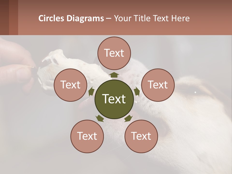 A Person Feeding A Dog A Piece Of Food PowerPoint Template