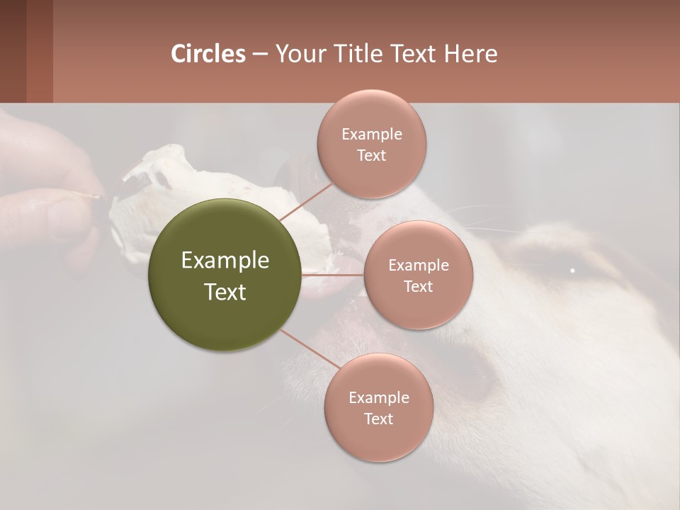 A Person Feeding A Dog A Piece Of Food PowerPoint Template