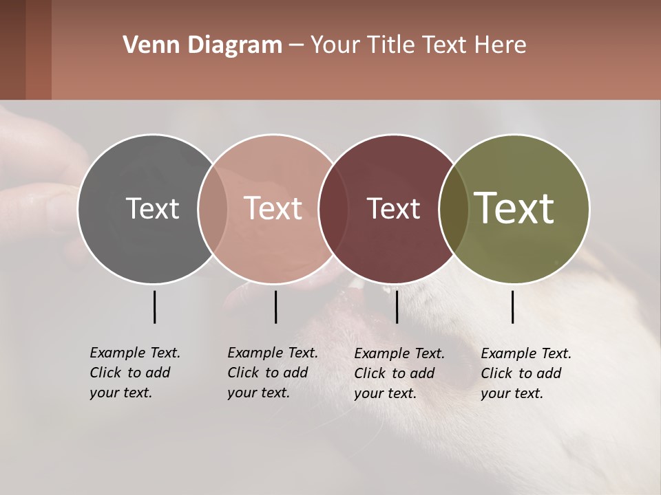 A Person Feeding A Dog A Piece Of Food PowerPoint Template