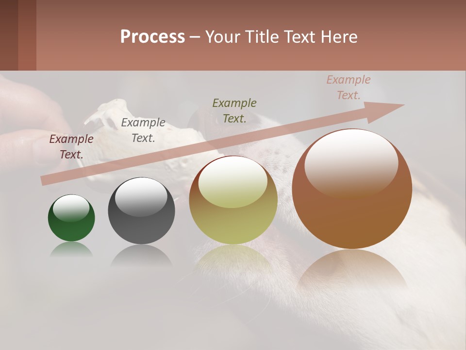 A Person Feeding A Dog A Piece Of Food PowerPoint Template