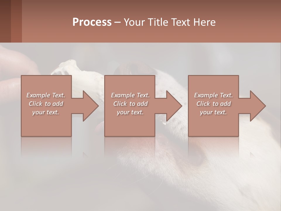 A Person Feeding A Dog A Piece Of Food PowerPoint Template