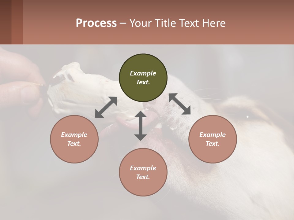 A Person Feeding A Dog A Piece Of Food PowerPoint Template