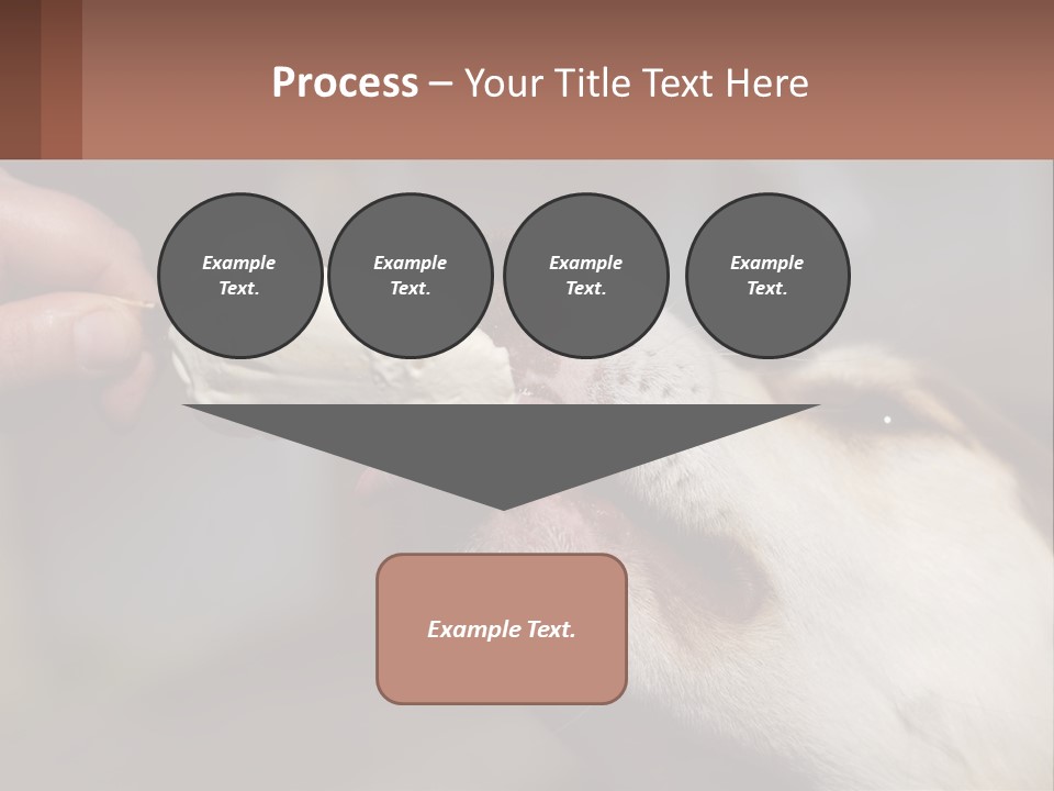 A Person Feeding A Dog A Piece Of Food PowerPoint Template