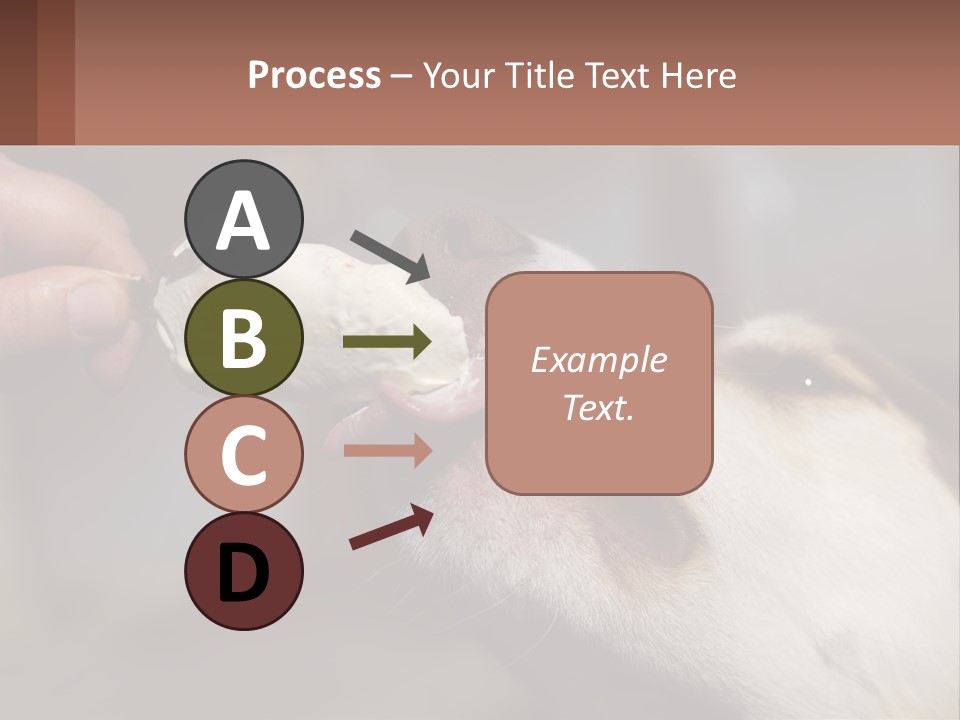 A Person Feeding A Dog A Piece Of Food PowerPoint Template