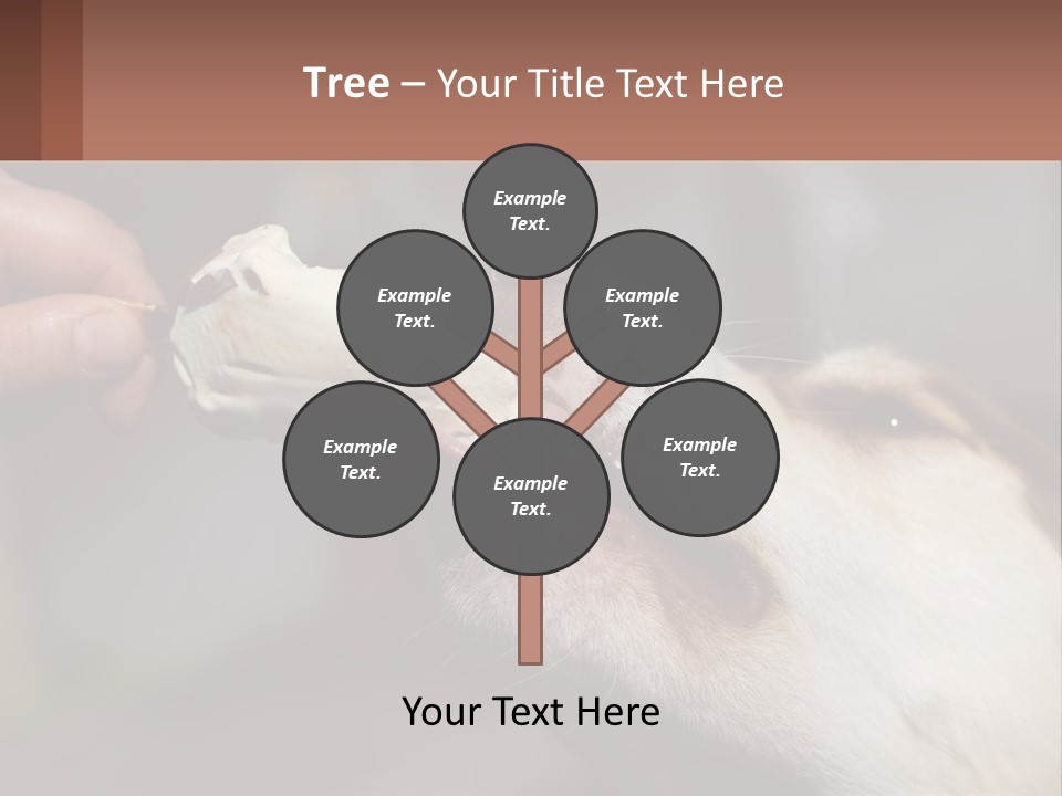 A Person Feeding A Dog A Piece Of Food PowerPoint Template